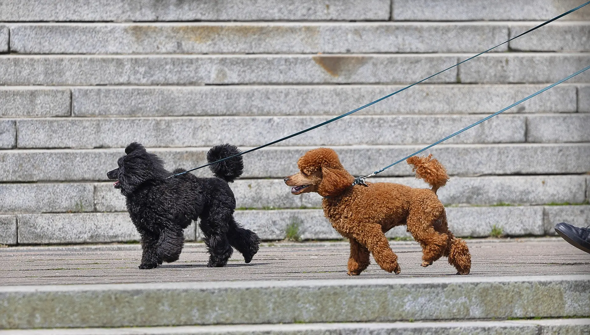 correa larga para perros para entrenar